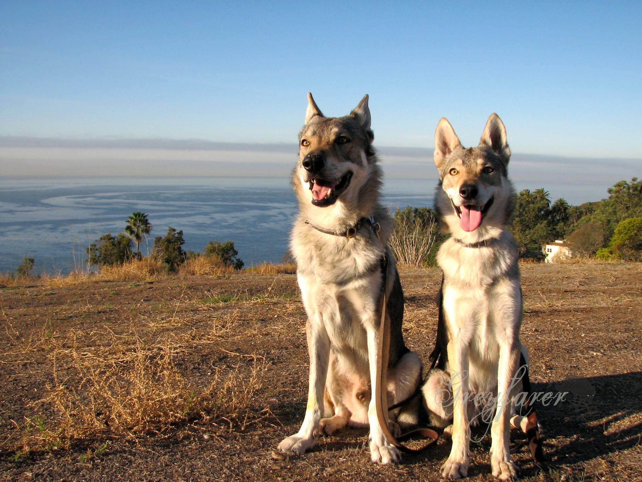 are czechoslovakian wolfdog aggressive