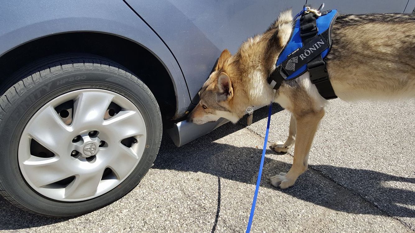 Rōnin on a vehicle search.