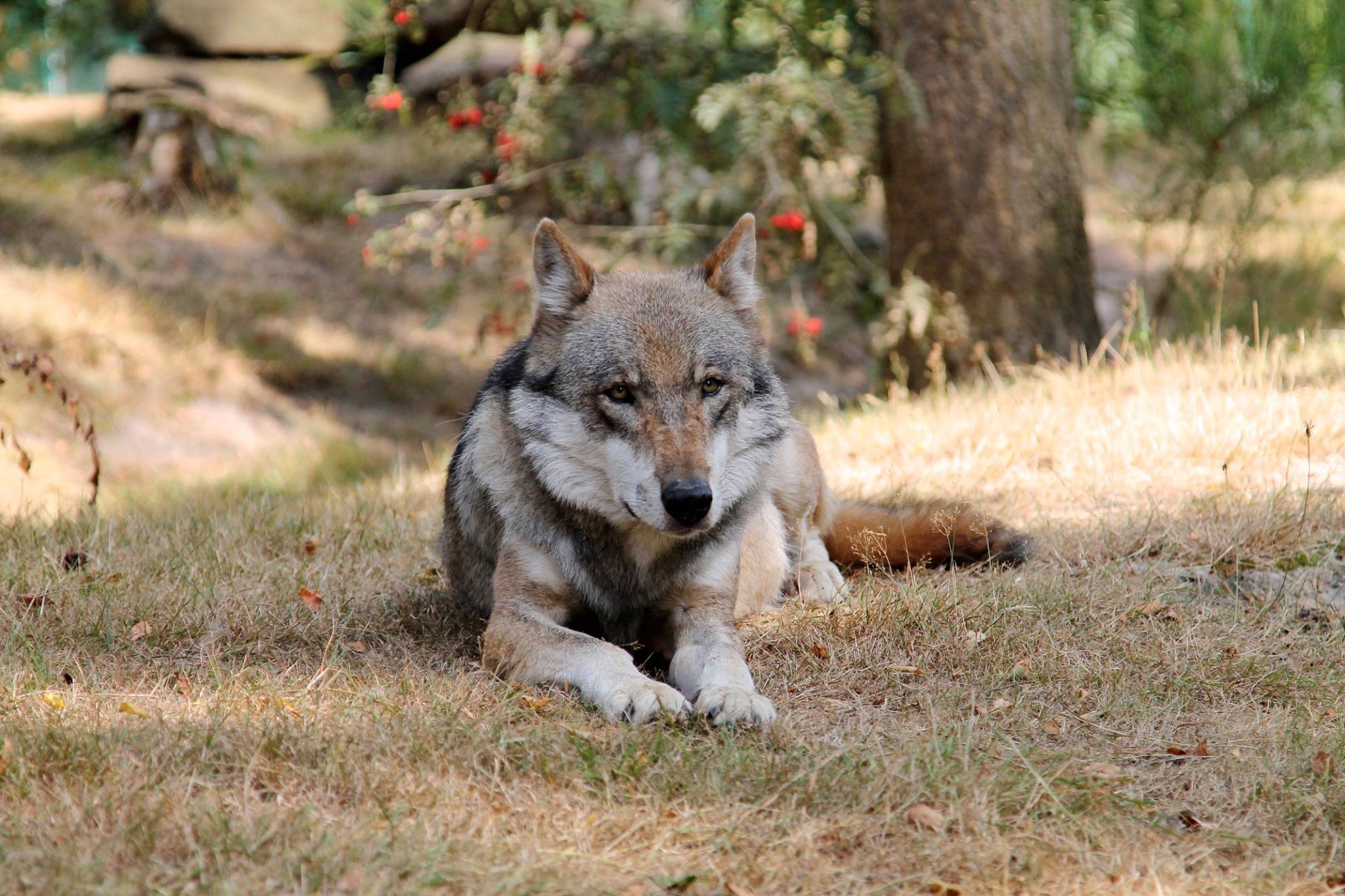 European wolf Ninjo