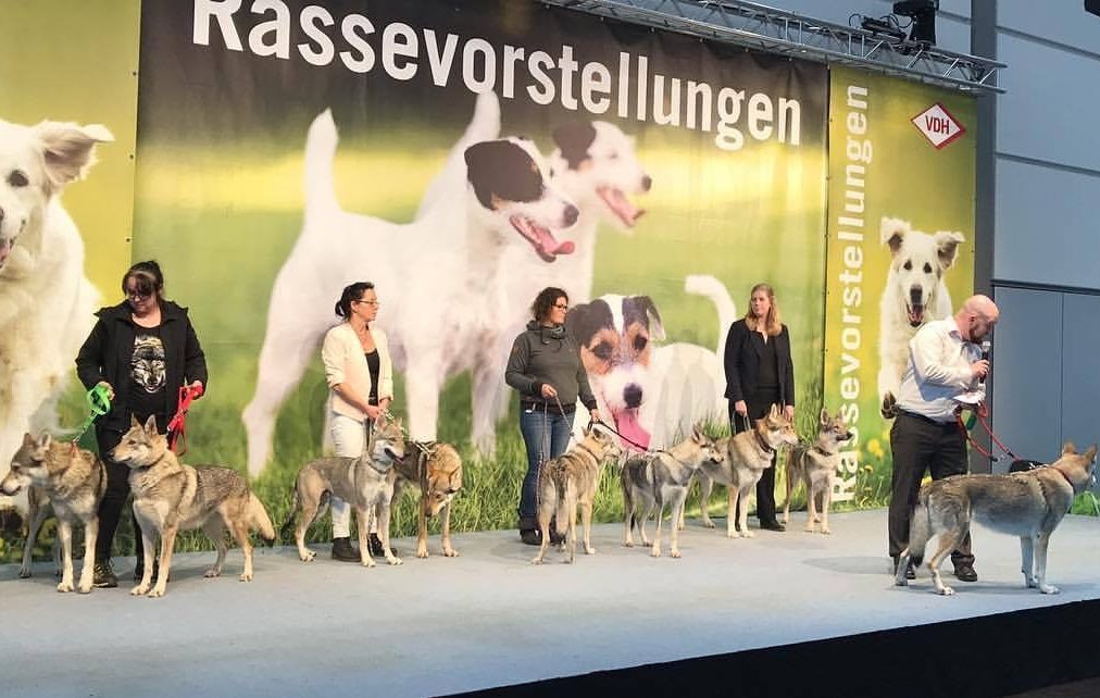 Morrow, 3rd in from the left at the WDS breed presentation