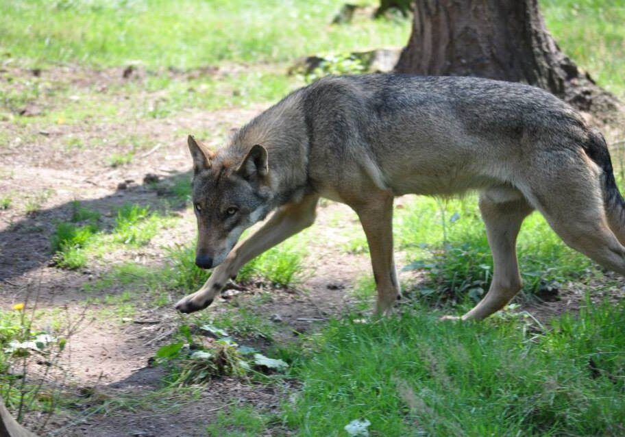 The same wolf in summer coat.  Photo credit: Serena Balliana