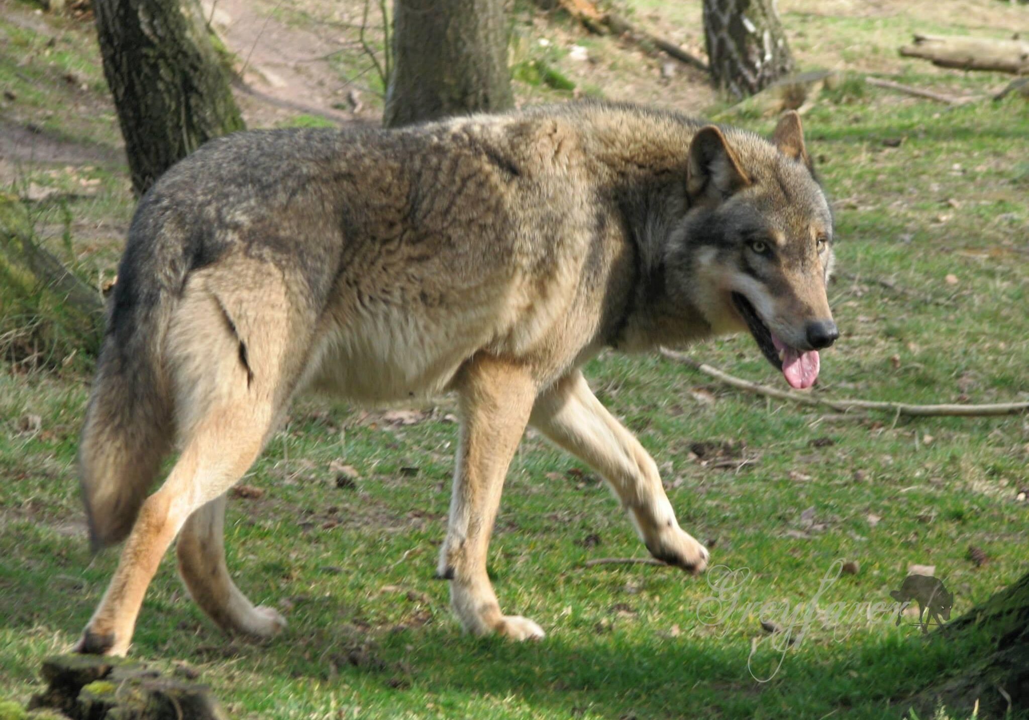 European wolf in winter coat