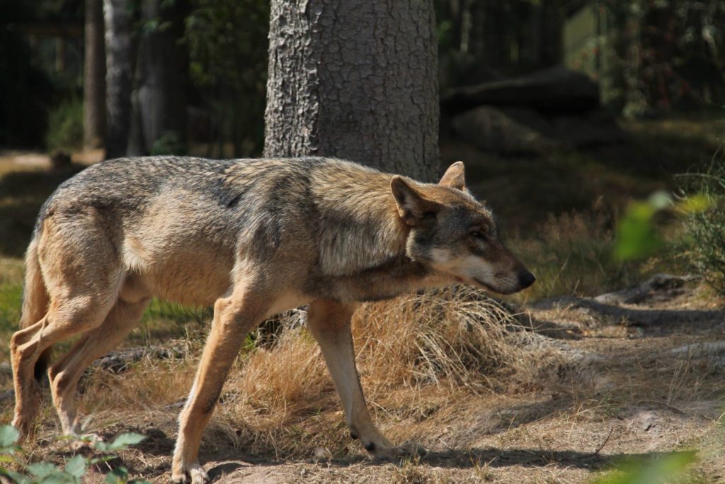 Male European wolf in summer