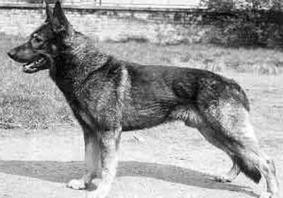 Cézar z Březového háje, German Shepherd Dog, b. 1951, sire to the first line